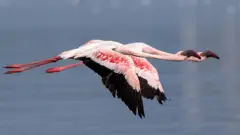 फ्लेमिंगो पक्षाला BNHS ने सॅटेलाइट टॅगिंग केलं