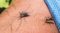 මදුරුවා