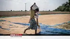 တိုက်ပွဲဒေသ လယ်ယာ စိုက်ပျိုးရေး ကျဆင်း