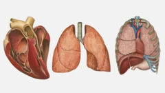 Akụkụ ahụ dị icheiche; obi, ngụgụ