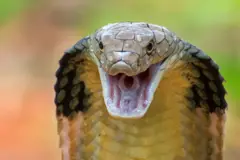 नाग