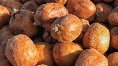Goriba
