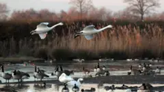 鳥類