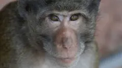 monkey