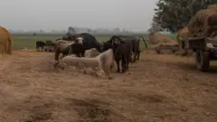 بھینسوں کا باڑا فائل فوٹو