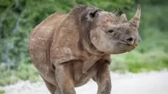 Inkura irimo kwambuka umuhanda muri parike y'igihugu ya Etosha, muri Namibia. 