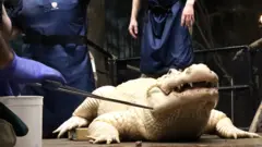 White alligator in zoo