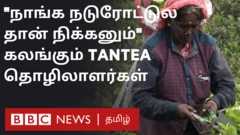 tantea