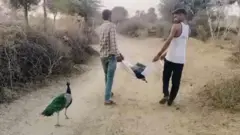 मोर