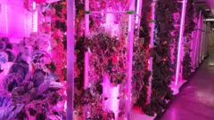 Parte da Torre de Calgary após edifício ter sido transformado em uma fazenda interna