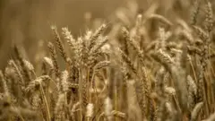 গম