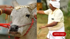 દક્ષિણ ભારત, મદુરાઈ, જલ્લીકટ્ટુ, બળદ ઉછેર, બીબીસી ગુજરાતી