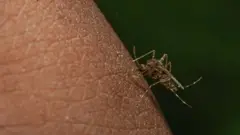 A mosquito seen in Beddagana Wetland Park in Colombo, Sri Lanka, on February 11, 2023