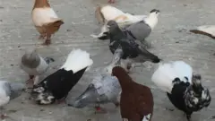 سلالة من الحمام الشامي