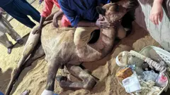 اونٹنی، ٹانگ