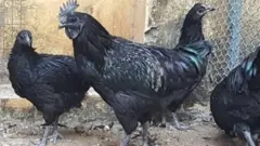 कडकनाथ