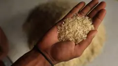 shinkafa