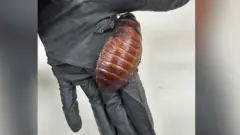 A brown cockroach the size of the palm of a person's hand on a hand wearing a black glove