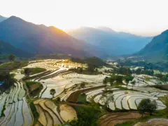 Plantação de arroz no Vietnã
