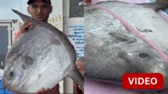 பாம்பன்: சிறிய வாய், துடுப்பு இல்லாத அரிய வகை சூரியன் மீன் சிக்கியது