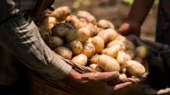 உருளைக்கிழங்கு