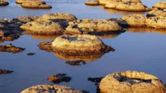 Stromatolites