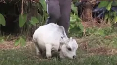 పొట్టి ఆవు రాణి