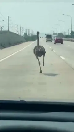 Noj jurca autoputem na Tajlandu