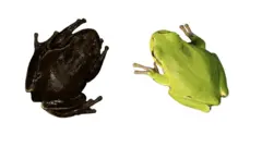 Rã negra ao lado de uma rã verde sobre fundo branco