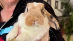 Rabbits Hotel