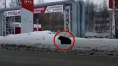 Медведь бежит по улице