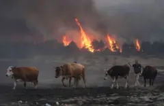 Ankara’da başlayıp Bolu’ya sıçrayan yangın yüzünden iki köy tahliye edildi