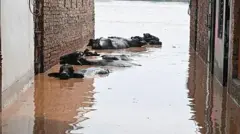 ਹੜ੍ਹਾਂ ਦੌਰਾਨ ਗਾਵਾਂ-ਮੱਝਾਂ ਦੀ ਬਦਹਾਲੀ