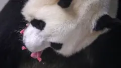 पांडा