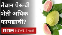 तैवान पेरूचं रोप लावलं की 6 महिन्यांत त्याला फळ यायला सुरुवात होत.