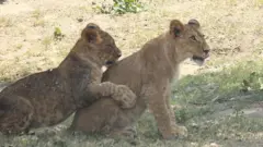 પ્રતીકાત્મક
