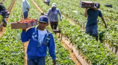 Trabalhadores agrícolas em plantação