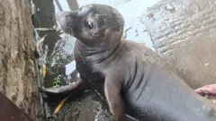 Seal found at pub