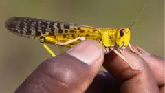 አንበጣ