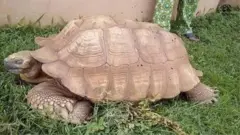 Alagba
