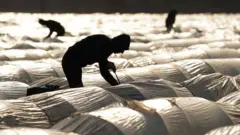 Трудові мігранти