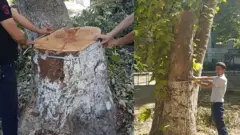 Давлат экология қўмитаси инспекторлари Юнусободда кесилган чинорлар қолдиқлари билан