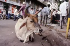 மகாராஷ்டிராவில் நாட்டு பசுமாடு