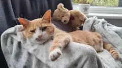Кот и медвежонок