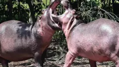 நீர்யானை