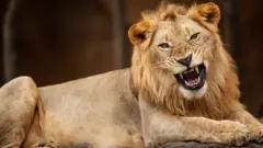 Lion kill zoo keeper