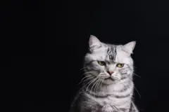 gato cinza em fundo preto