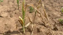 Umurima wumagaye, urimo ibigori bibiri byumye. 