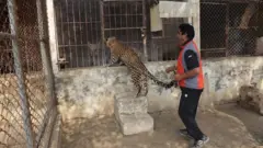 پالتو جانور
