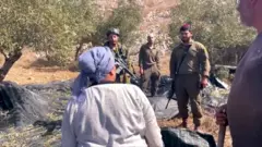 سيدة فلسطينية تقطف الزيتون وجنود إسرائيليون في الصورة